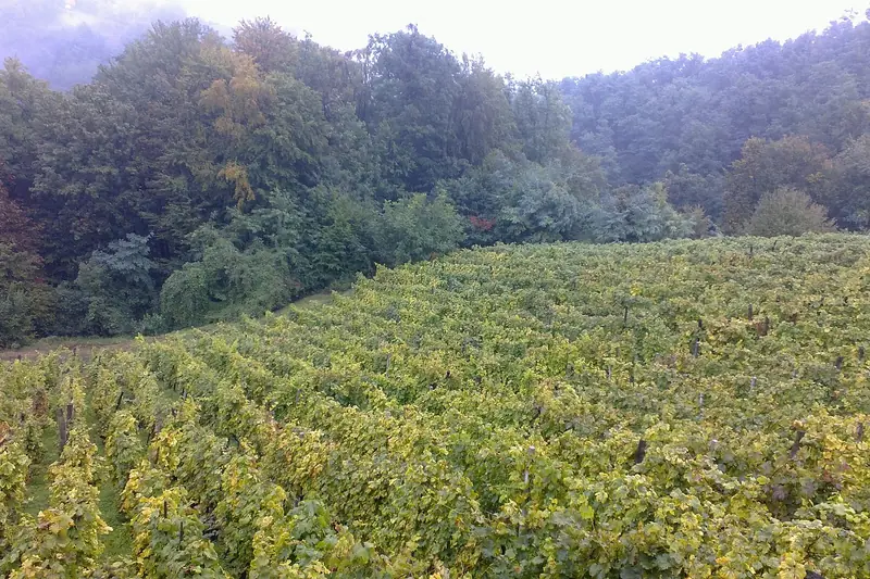 A hillside vineyard in Hrvatsko Zagorje, north of Zagreb