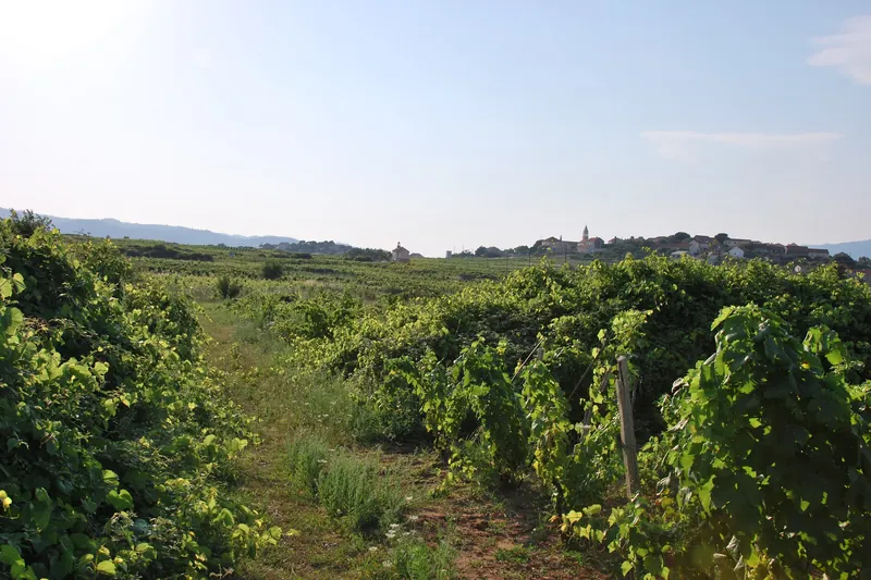 A vineyard in Lumbarda on Korčula