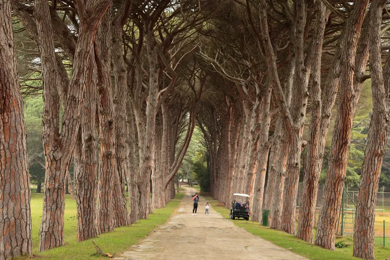 A pine avenue on the Brijuni islands